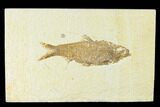 Fossil Fish (Knightia) - Wyoming #144200-1